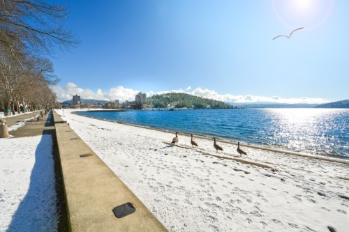 A snowy beach scene with ducks walking along the shore, under a clear blue sky and sunlit water.