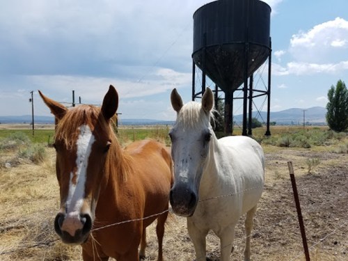 Two horses, one brown and one white, stand near a water tower in a grassy field under a cloudy sky.