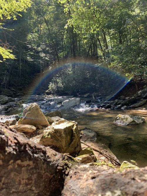 A serene forest scene featuring a rainbow arching over a rocky stream surrounded by lush greenery.