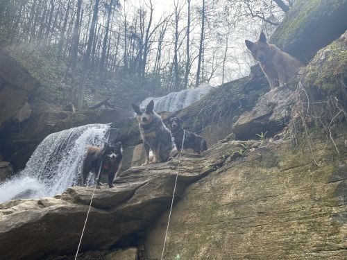 Four dogs stand on rocks near a waterfall, surrounded by trees and nature.