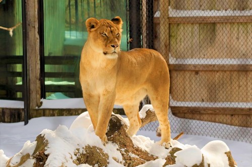 A lioness stands on a snowy log, looking alert in a zoo enclosure with a blurred background.