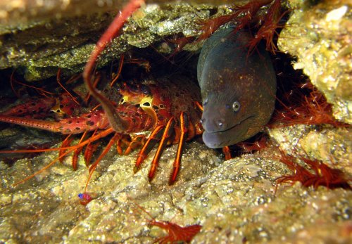 A lobster and a moray eel are nestled among rocks and seaweed underwater.