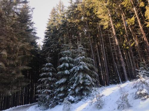 Snow-covered trees in a dense forest, with tall evergreens and a bright sky peeking through the branches.
