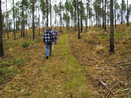 Two people walking along a grassy path in a forested area with tall pine trees.