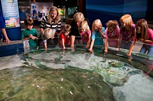 Children and adults interact with a touch tank at an aquarium, exploring marine life together.