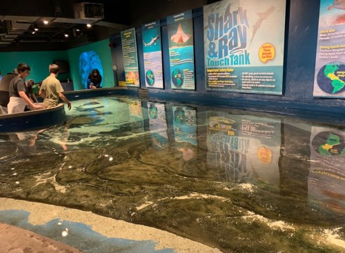 Visitors interact with a shallow touch tank featuring sharks and rays, surrounded by informative displays.