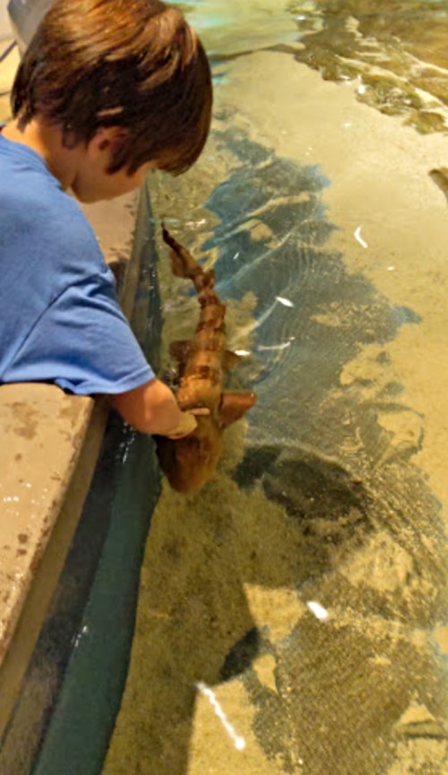 A child gently touches a small shark in a shallow aquarium tank.