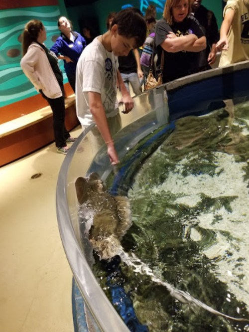 A group of people observe a stingray swimming in a shallow tank at an aquarium.