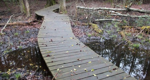 A winding wooden boardwalk through a wet, muddy forest area with scattered leaves and trees in the background.