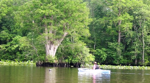 A person kayaking on a calm river surrounded by lush green trees and plants.