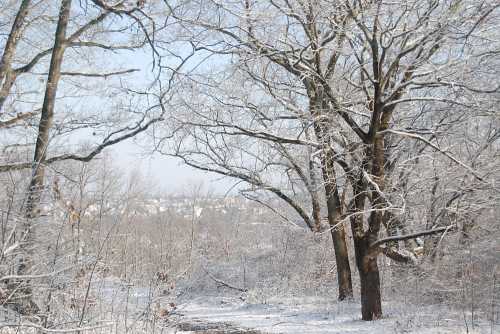 A serene winter landscape with snow-covered trees and a clear sky in the background.