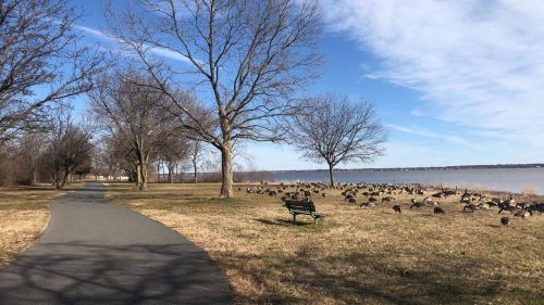 A scenic park path lined with trees, leading to a lake, with a flock of geese grazing on the grass.