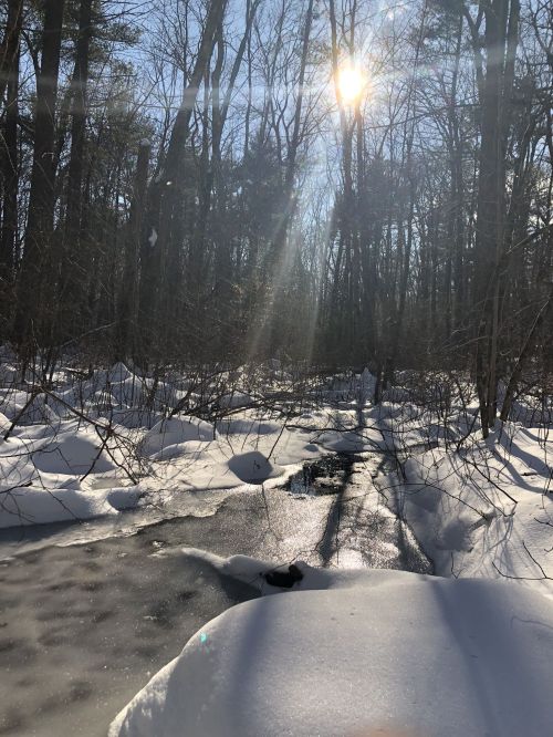 A sunlit winter scene with a stream flowing through a snowy forest, surrounded by trees and glistening ice.