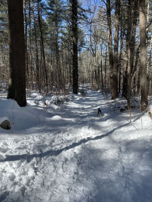 A snowy forest path with tall trees, sunlight filtering through, and a small dog walking along the trail.