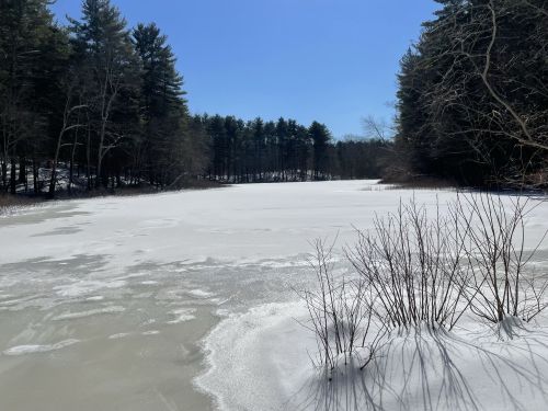 A frozen pond surrounded by trees under a clear blue sky, with patches of snow on the ground.