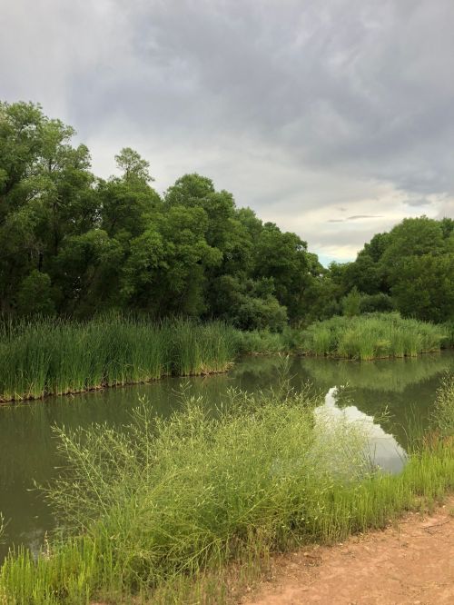 A serene river surrounded by lush greenery and tall grasses under a cloudy sky.