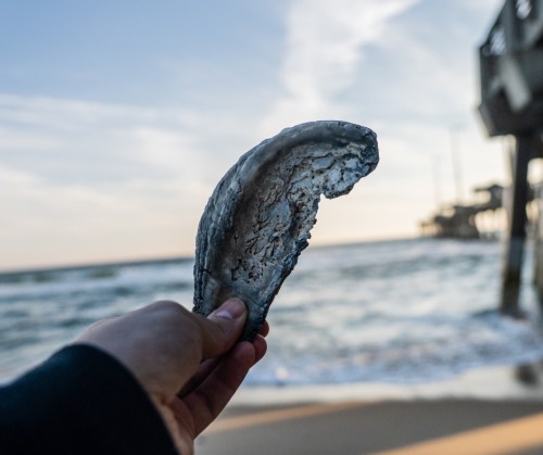 A hand holds a large, weathered shell against a beach backdrop with gentle waves and a pier in the distance.