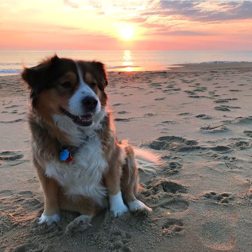 A happy dog sits on a sandy beach at sunset, with the sun casting a warm glow over the water.