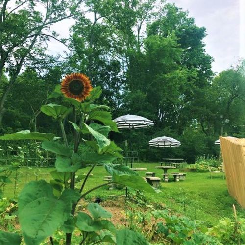 A vibrant sunflower stands tall in a lush garden with picnic tables and umbrellas in the background.
