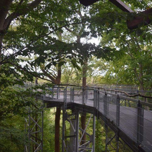 A wooden walkway elevated among lush green trees, surrounded by nature and sunlight filtering through the leaves.