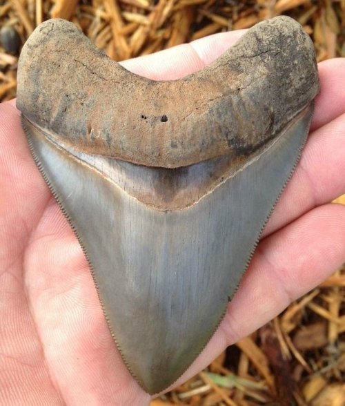 A large, fossilized shark tooth held in a hand, showcasing its distinctive triangular shape and serrated edges.
