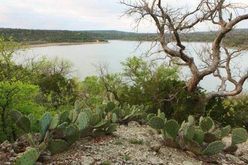A scenic view of a lake surrounded by greenery and cacti, with a bare tree in the foreground.