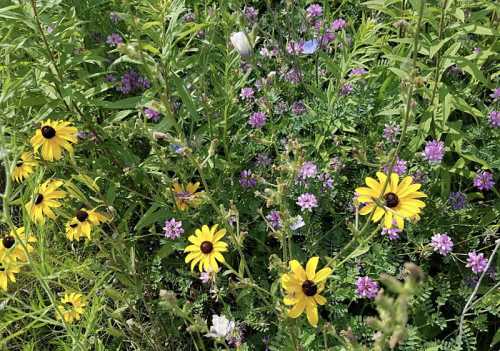 A vibrant field of yellow and purple wildflowers surrounded by lush green foliage.