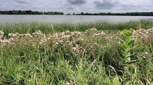 A serene lakeside view with tall grasses and wildflowers in the foreground, under a cloudy sky.