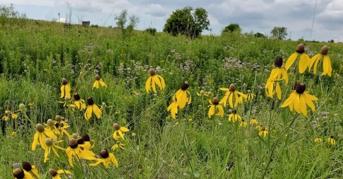 A field of vibrant yellow flowers with dark centers, surrounded by lush green grass and a cloudy sky.