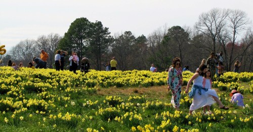 A vibrant field of yellow flowers with people walking and enjoying the scenery on a sunny day.
