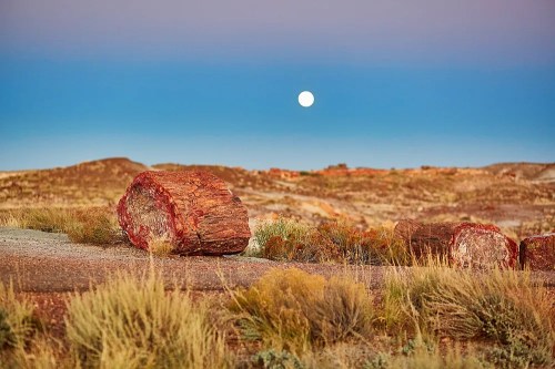A large piece of petrified wood in a desert landscape under a clear sky with a full moon.