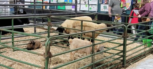 A livestock pen with sheep and a goat, surrounded by people at a fair or exhibition. Colorful posters are in the background.