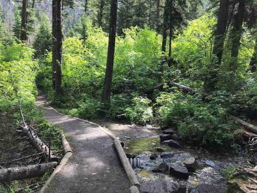 A winding dirt path through a lush green forest with trees and a small stream.