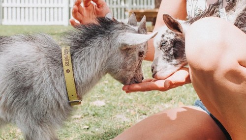 Two goats gently nuzzle each other while a person offers them food from their hand in a grassy outdoor setting.