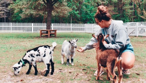 A person in a gray sweatshirt feeds two goats in a grassy area with a white picket fence in the background.