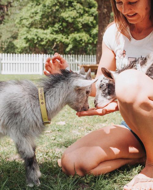 A person kneels on grass, feeding a small goat while another goat watches nearby. A white fence is in the background.
