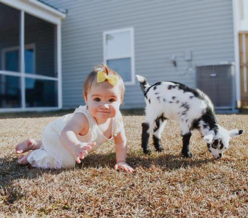 A baby in a white outfit crawls on grass next to a small black and white goat.