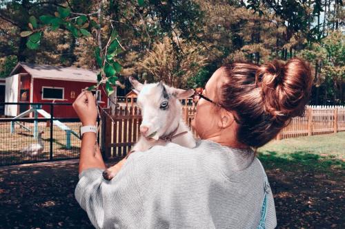 A person holds a small goat while feeding it leaves, with a farm setting in the background.