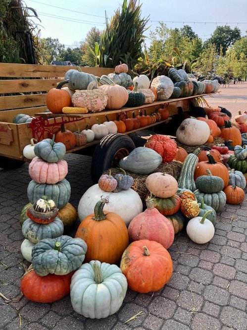 A colorful display of various pumpkins and gourds stacked on a wooden cart at a farm market.
