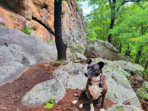 A dog sits on rocky terrain surrounded by trees and a cliff in a lush, green forest.