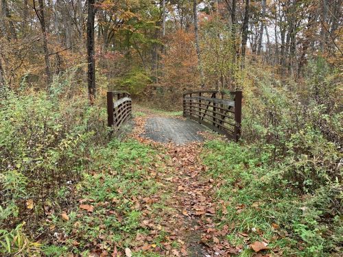 A wooden bridge surrounded by autumn foliage and overgrown grass in a tranquil forest setting.