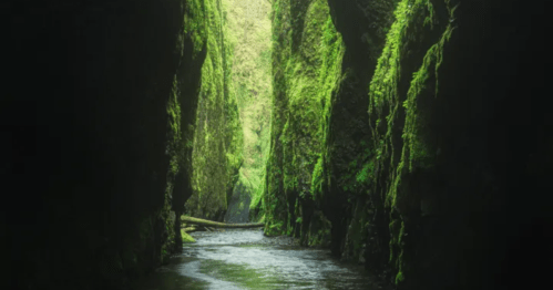 A serene canyon with lush green moss covering the rocky walls, reflecting in the calm water below.