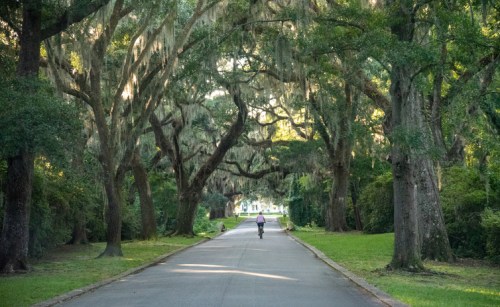 A cyclist rides down a tree-lined path with Spanish moss hanging from the branches, creating a serene atmosphere.