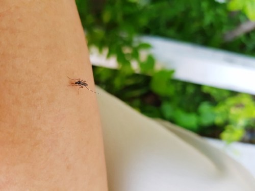 A close-up of a mosquito on a person's arm, with green foliage blurred in the background.