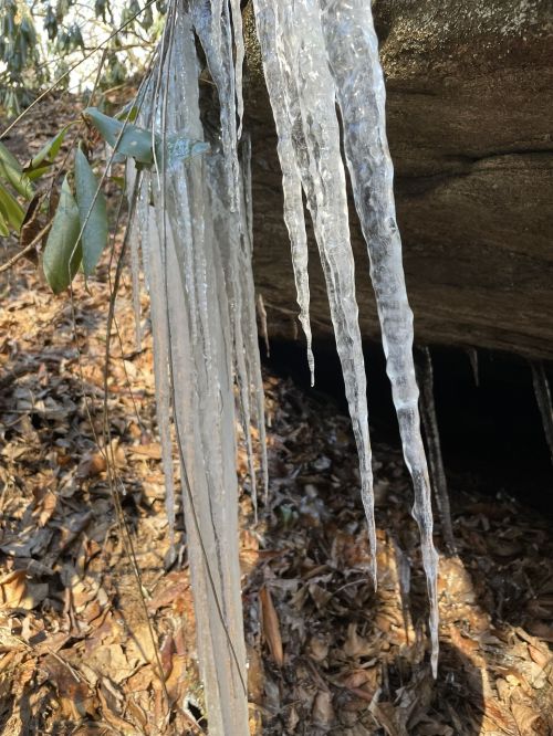 Icicles hanging from a rock, surrounded by green leaves and fallen brown leaves on the ground.