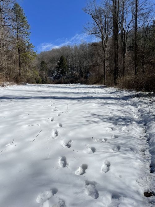 A snowy path through a forest, with footprints leading into the distance under a clear blue sky.