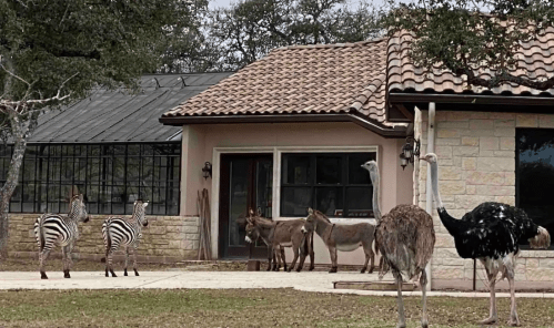 A group of zebras and donkeys near a house, with ostriches in the foreground and trees in the background.