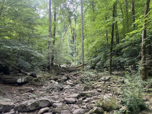 A serene forest scene with tall green trees, rocky ground, and a peaceful, natural atmosphere.