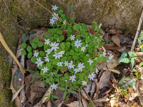 Best Waterfall Hike in Buck’s Pocket State Park: Point Rock Trail in ...