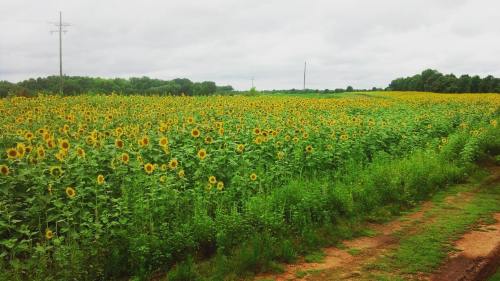 A vibrant field of sunflowers stretches under a cloudy sky, bordered by greenery and a dirt path.